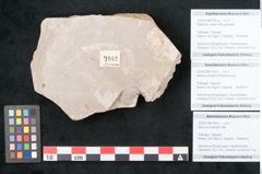 Foto (Objekt + Etikett) von Sequoia couttsiae Heer (NHMW-GEO-2024-0188-7942c)